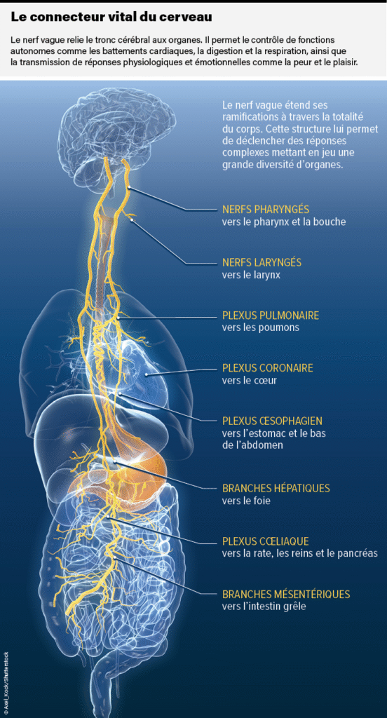 Comprendre le nerf vague et le système nerveux pour mieux pratiquer le soin du nerf vague